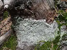 Lepraria incana, a powdery lichen