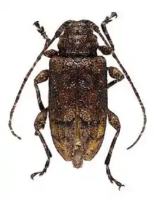 Leptostylopsis caliginosus Lingafelter and Micheli, 2009