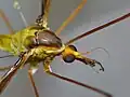 Close-up of facial features of Leptotarsus albistigma