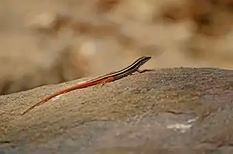 Lateral view