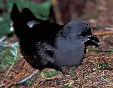 Leach's storm-petrel