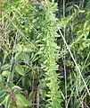 Lespedeza sericea plant up close.  Shows the leaf pattern.  Taken in September before the blooms started.