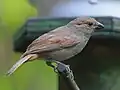 Female on St. John, USVI