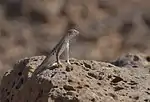 Lesser earless lizard