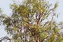 A Letter-winged kite in a nest in a tree obscured by foliage