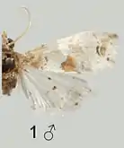 Mounted male imago