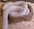 Leucistic Texas rat snake at The Reptile Zoo east of Monroe, Washington