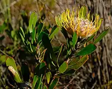 L. utriculosum