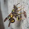 Leucospis dorsigera laying eggs into a nest of Osmia sp..