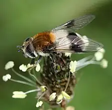 Leucozona lucorum