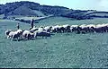 View of Lewesdon Hill from Leweston Farm in 1963