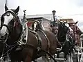 Budweiser Clydesdales