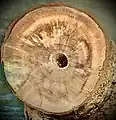 Sawn and polished section of a (dead) woody basal trunk. (True wood, not usual bamboo-like fistular stems of top growth)