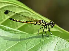 Libellago lineata, male