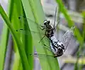 Mating wheel