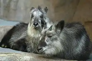 Two lying goat-antelopes with black rumps and white heads.