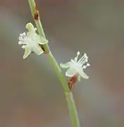 Male Flowers