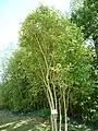 Ligustrum japonicum in Jardin des Olfacties garden, Coëx, Vendée, France