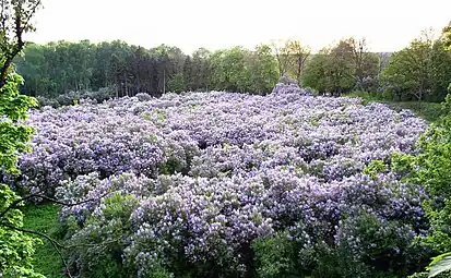 Lilac Grove in Dykanka. The former estate of Prince Kochubey. Laid down in the early 19th century