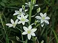 Flowers of Ornithogalum narbonense