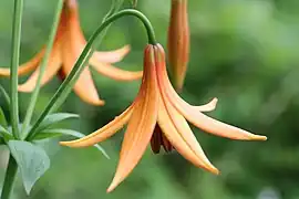 Lilium canadense L., Batiscan River banks, Quebec, Canada