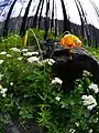 Lilium columbianum in burned area