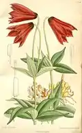 1892 illustration