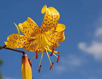 Citronella flower's symmetry may have been subject to sexual selection by its pollinators.