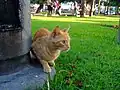 One of many street cats in the park