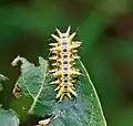 Limacodid (slug moth) caterpillar