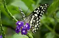 Lime swallowtail (Papilio demoleus) on snakeweed flowers