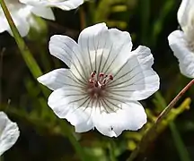 L. douglasii subsp. rosea