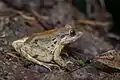 Limnonectes blythii (subadult) - Khao Sok National Park