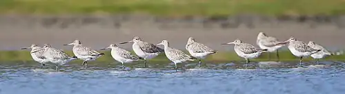 A flock of bar-tailed godwit