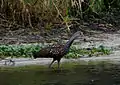 Limpkin on the St. Johns River