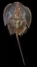 Horseshoe crab, a living fossil arthropod from 450 million years ago