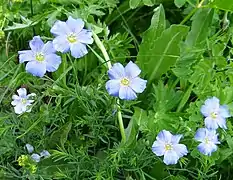 Plant of Linum alpinum