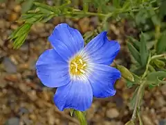 Close-up on a flower of Linum alpinum subsp. julicum