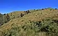 Upland pasture in Lincoln National Forest, southern New Mexico, USA