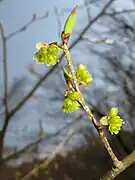 Female flowers