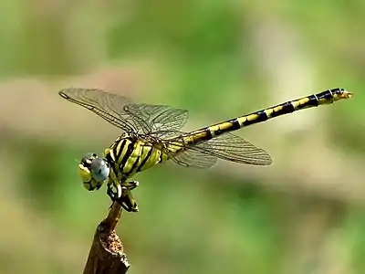 Paragomphus lineatus, female