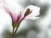 Extreme close-up of flower