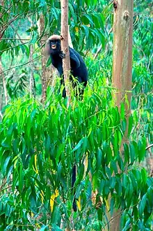 Nilgiri langur on the road from Vandiperiyar to Gavi