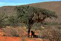 Baboons caught up a tree by Kalahari lions (2 of 3)