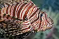 Lionfish