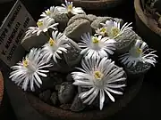 Lithops marmorata ssp. marmorata(Aizoaceae)