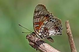 J. s. infracta, white formKakamega Forest, Kenya