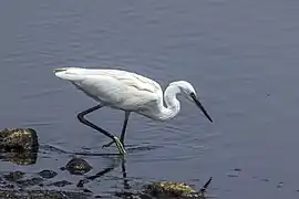 fishing in Cyprus