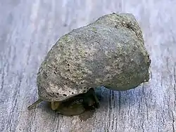 The shell of this individual of Littoraria irrorata is covered with the lichen Pyrenocollema halodytes