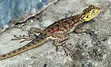 Ground agama in Tanzania